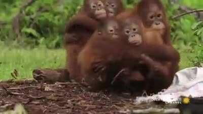 Snake awareness class for the baby Orangutans at the jungle school.