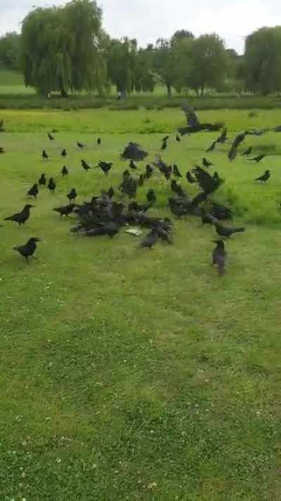 A mugging of crows