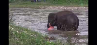 Elephant thinks a man is being taken by current and jumps to save him. From YouTube