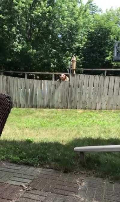 Neighbor's dog and little boy play fetch over fence