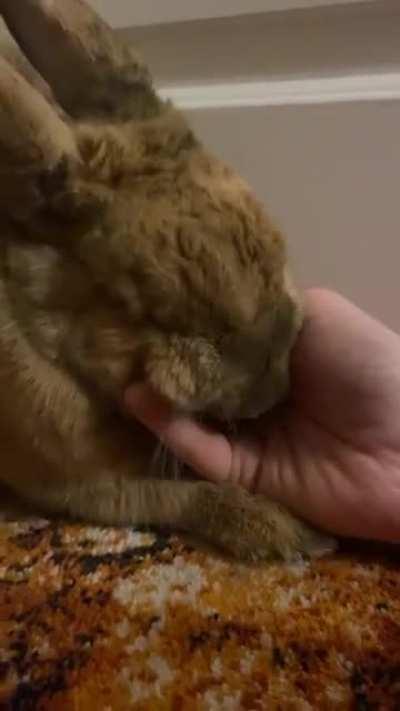 Anyone else’s bun make these noises when pet?