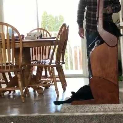 Dog has a condition that makes it hard to get food down so he eats in a special high chair