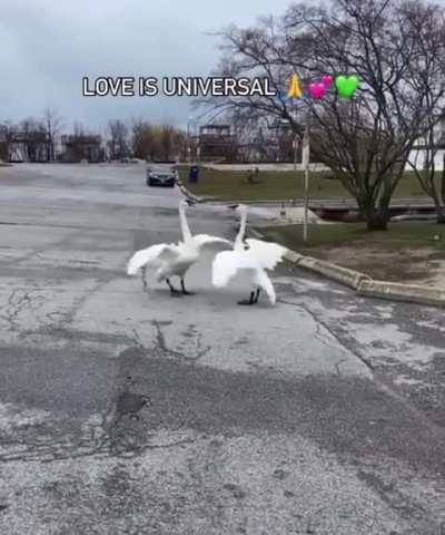 Male swan is released after medical treatment. 