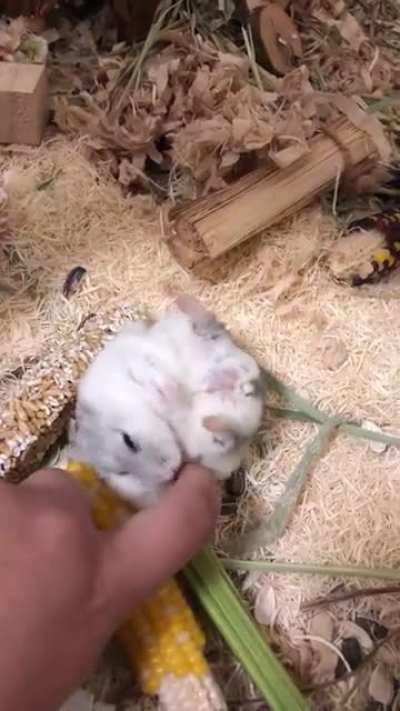 Chubber Butt seems to like belly rubs. He may be more dog than hamster.