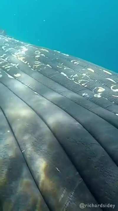 Up close with a Humpback Whale (Courtesy @Richard Sidey)