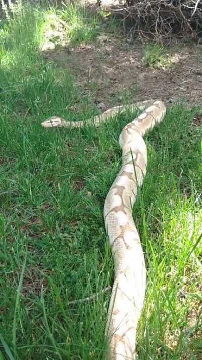 Jolyne's first time enjoying the outside world