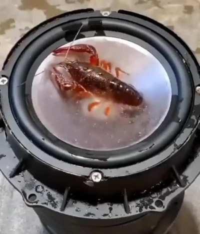 Shrimp Division