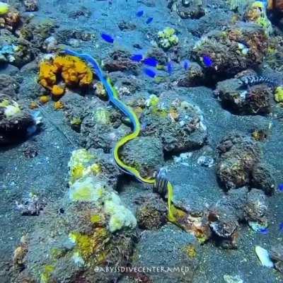 🔥 adult male ribbon eel in open water