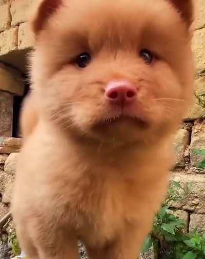 Red cantonese bear dogs are so sweet