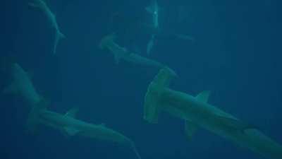 🔥 My recent trip to The Galapagos. I was freediving down to about 10 meters when I spotted a huge school of hammerheads swimming right at me.