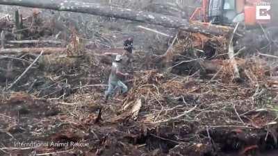 An orangutan tries to fight off a bulldozer destroying his forest