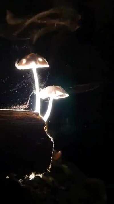 🔥 Mushrooms releasing millions of microscopic spores into the wind to propagate 🔥