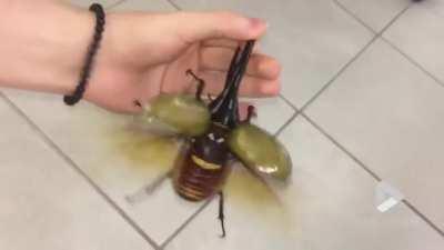 Giant beetle sounds like jackhammer