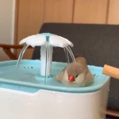 This bird loves his lil flower bath