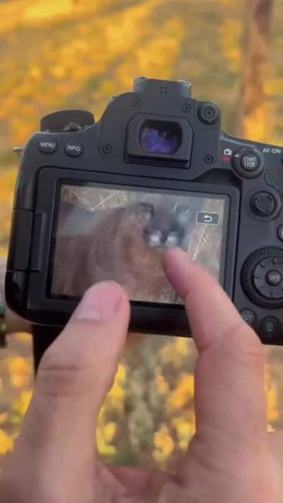 La emoción después de fotografiar a un puma salvaje en Santiago del Estero