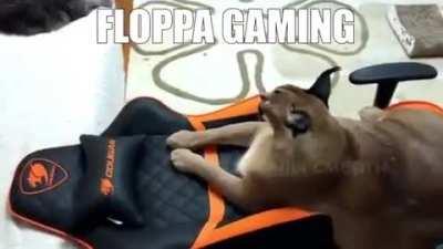 Floppa Gamer