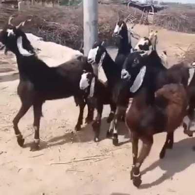 These are Nachi(dancing) goats from Pakistan and this is how they walk.