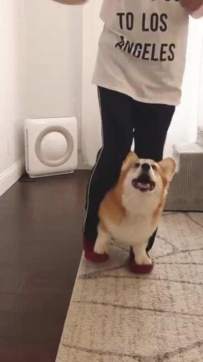 I want a Corgi now