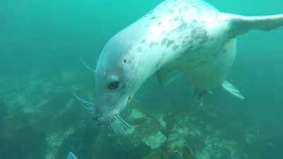 Farne Islands Autumn 2017, can’t wait to do this again