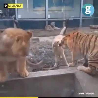 Dog stops fight between tiger and lion