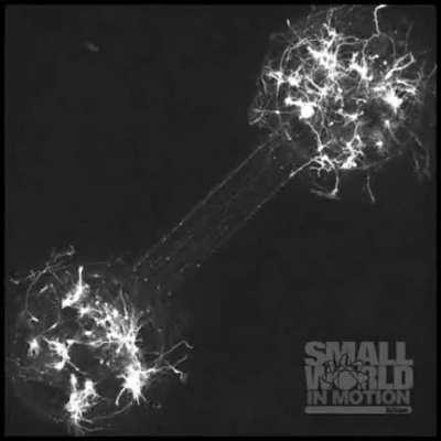 Two nerve cells forming connection