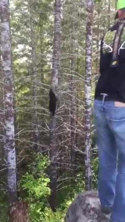 How fast a Black Bear can climb a tree.