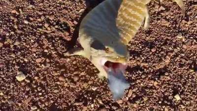 🔥 A very angry blue-tongued skink