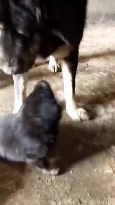 Dog corrects Puppy's behaviour towards the Owner.