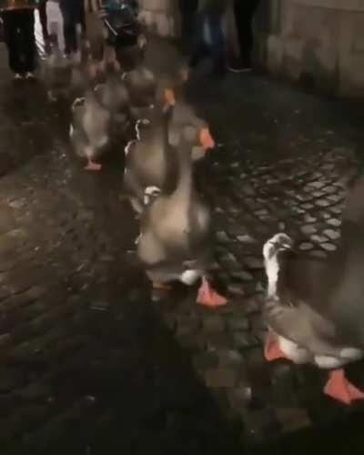 Duck parade