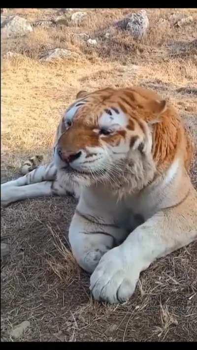 Ever seen a Golden Tiger sneeze?