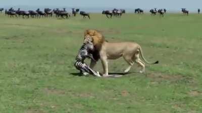 Zebra gets spawnkilled by a lion