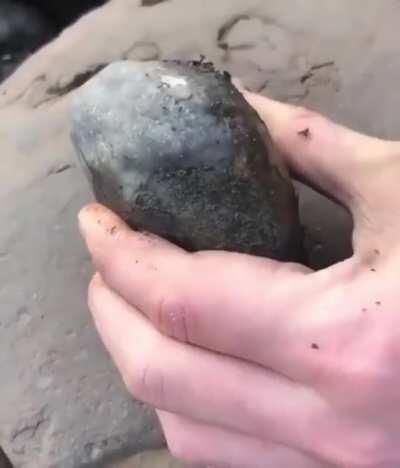 Fossil found in a rock