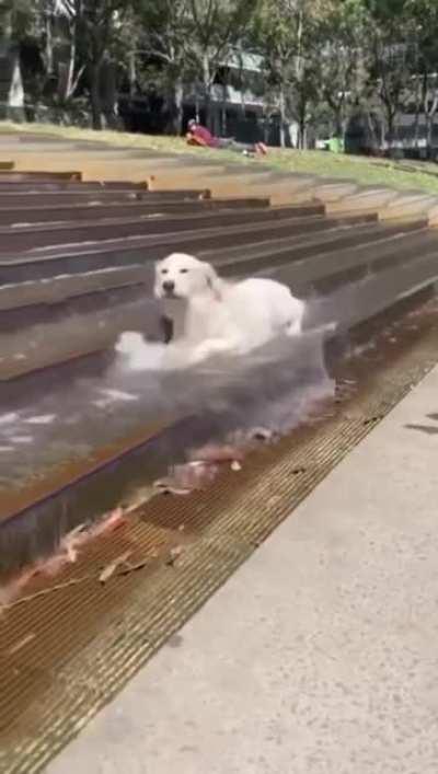 A dog having wonderful time in the water.