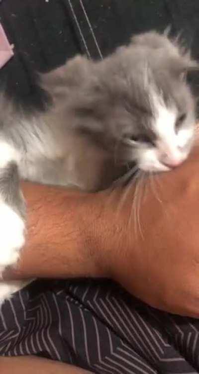 My kitten is eating my arm after 3 days of being afraid of me. I got her 3 days ago. And love her more than life itself.