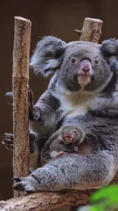 Koala joeys usually stay in the mother's pouch for about six months. After this, they will ride on their mother's back and remain there until they are almost one–year old, at which point they can live more independently.