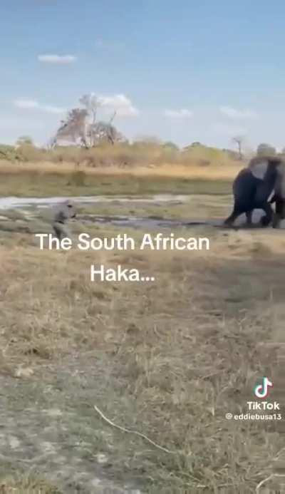 South African Hakas only exist in the wild. And, they're remarkably efficient.