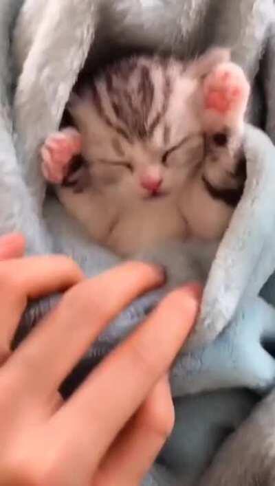 Smol purrito