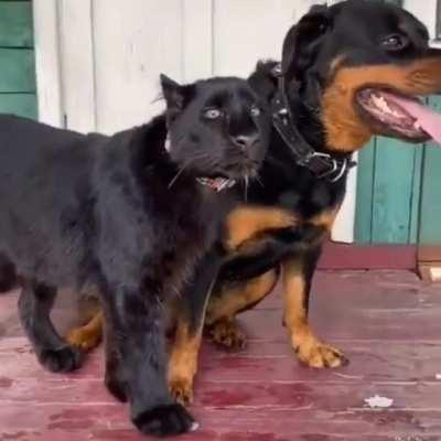 are rottweiler good with cats