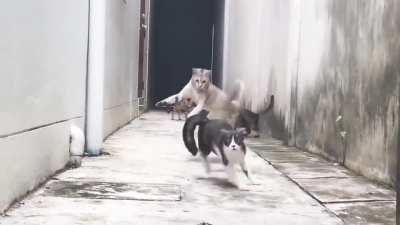 Run cat run