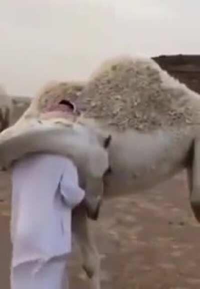 A camel greeting his herder who was absent for a few days.