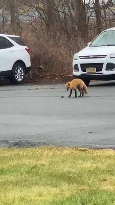 Not sure if this goes here butttt fox vs mouse