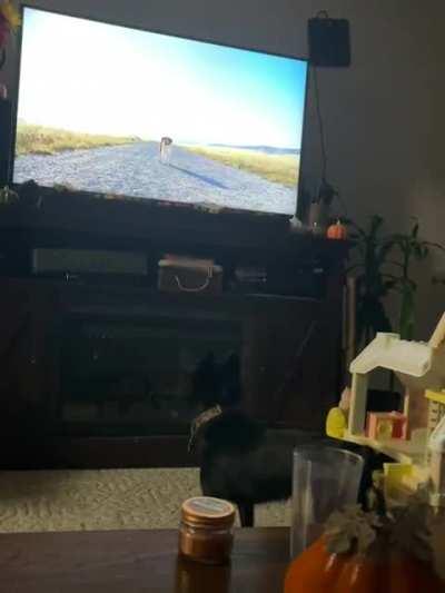 Zorro doesn’t like this Subaru commercial