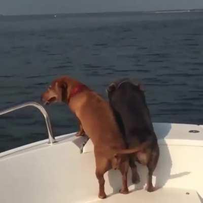 This is Tilda and Greta. They are very excited for boat days during the summer.