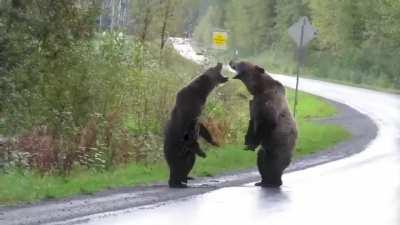 Two grizzly bears fight in the middle of the road