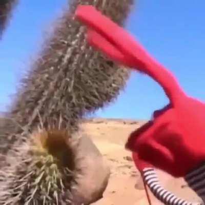 Cactus hurt red man