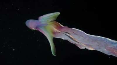 Female Blanket Octopus