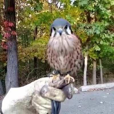 Kestrel bird