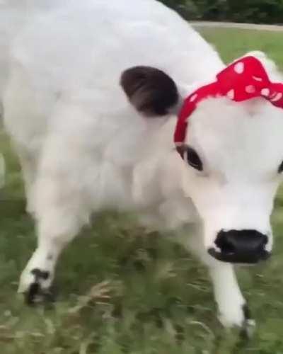 cutest cow in the world