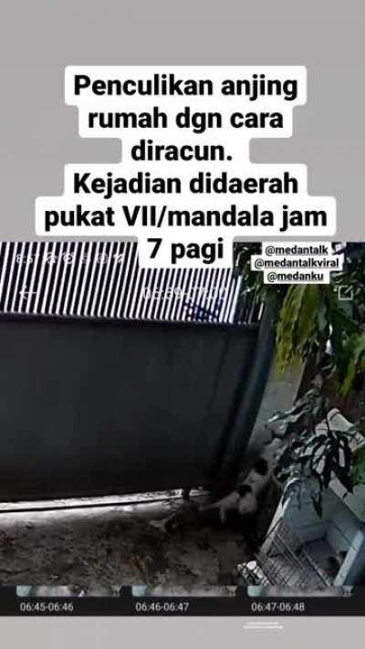 Pencurian anjing dengan cara diracun