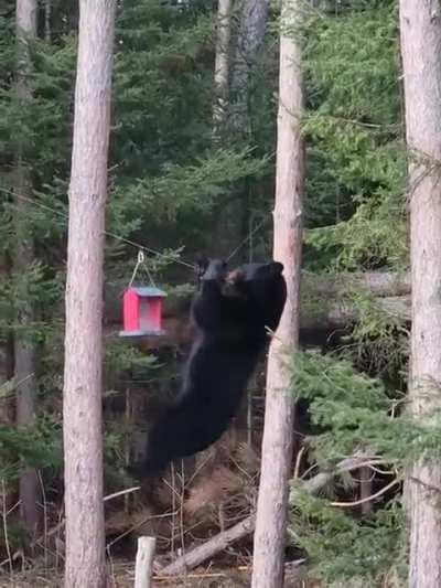 🔥Aerobic bear climbs rope for a taste of birdseed